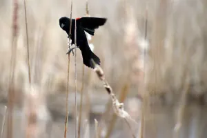Red-winged Blackbird