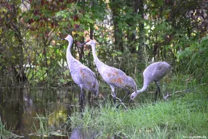 Sandhill Crane