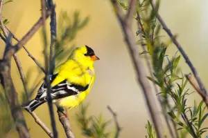 American Goldfinch